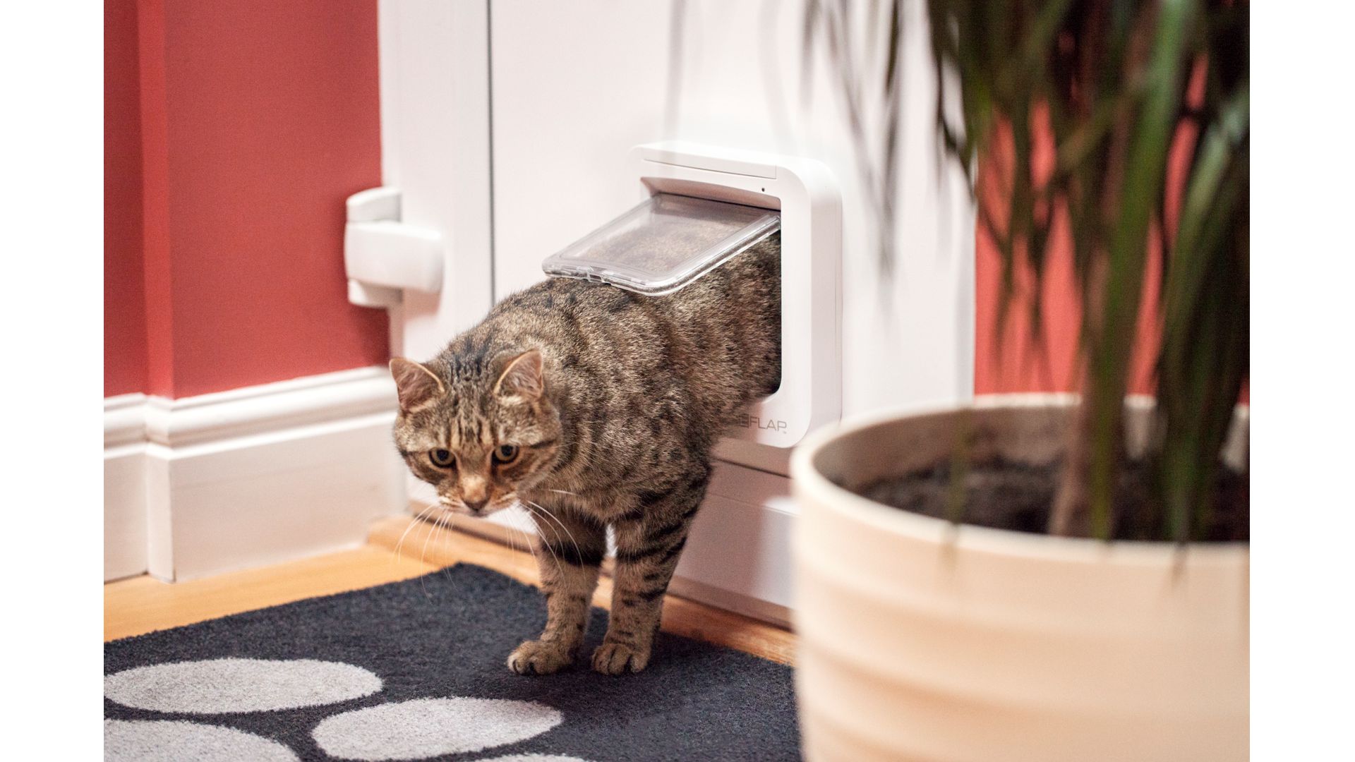 Katzenklappe Connect Mikrochip gesteuert von SureFlap