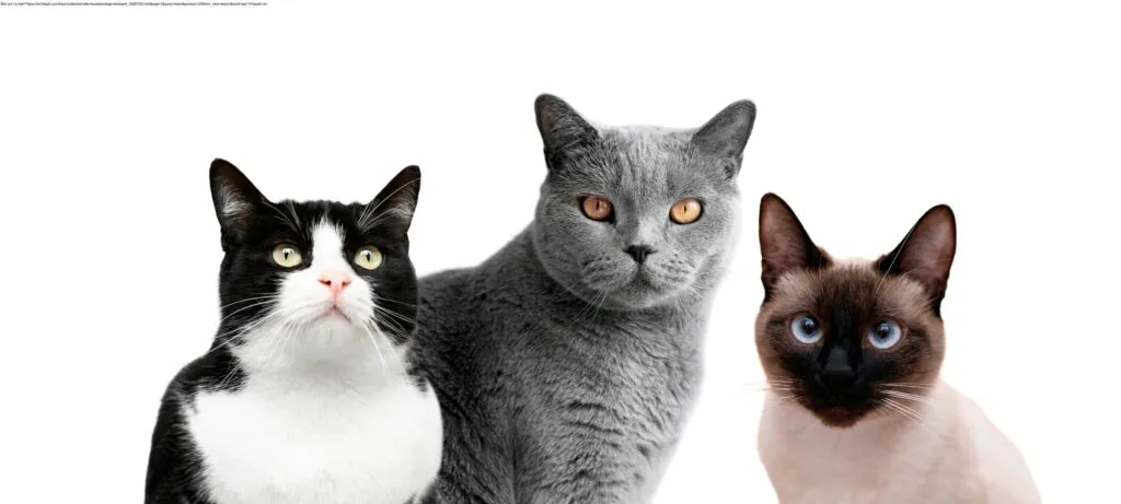 Katzenklappe Einbauelement
