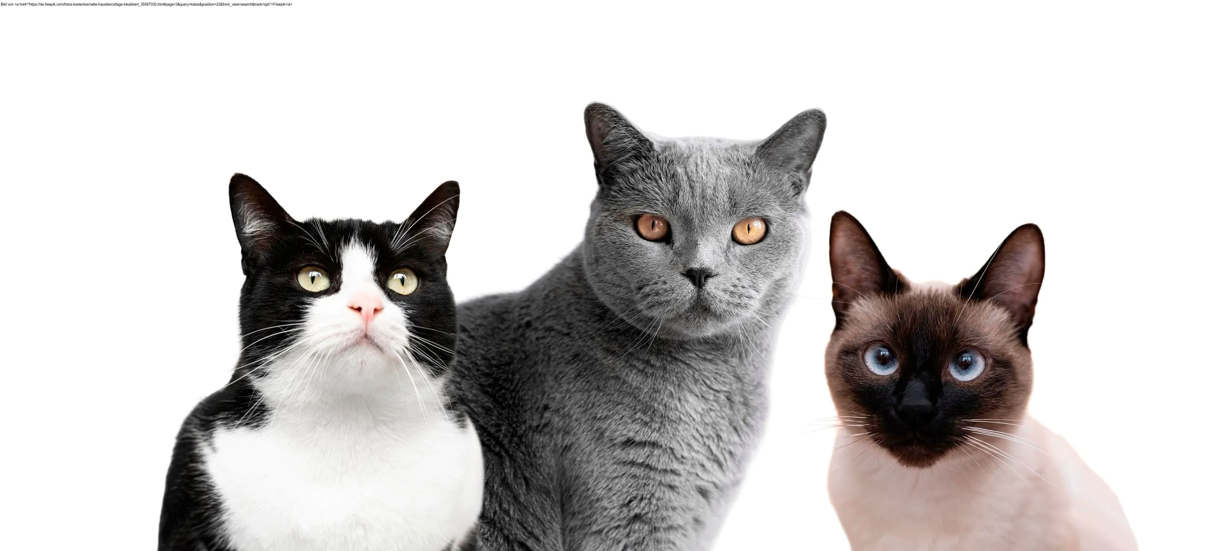Katzenklappe Einbauelement