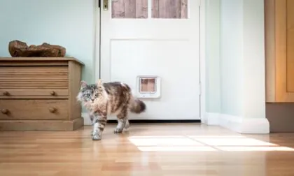 Katzenklappe Sureflap Katzentür
