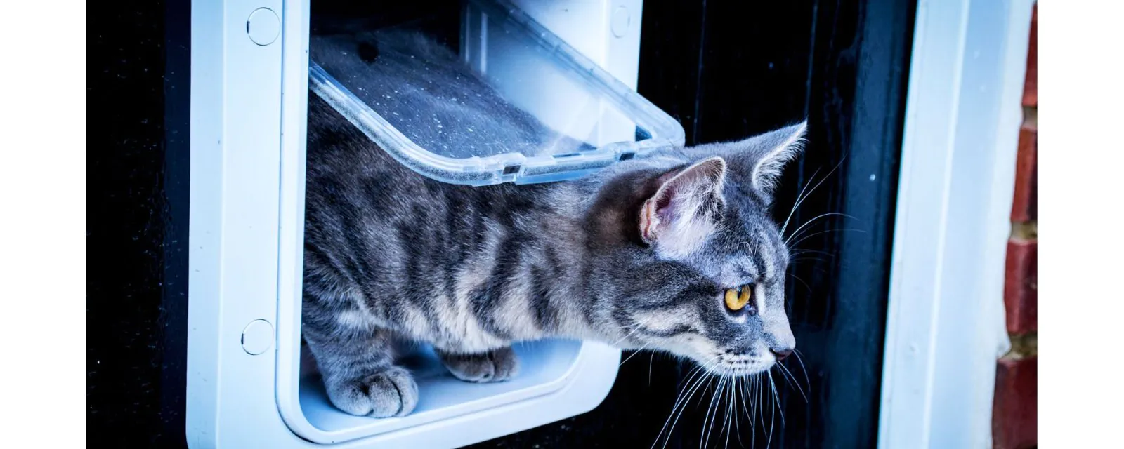 Katzenklappe im Fenster oder der Balkontüre